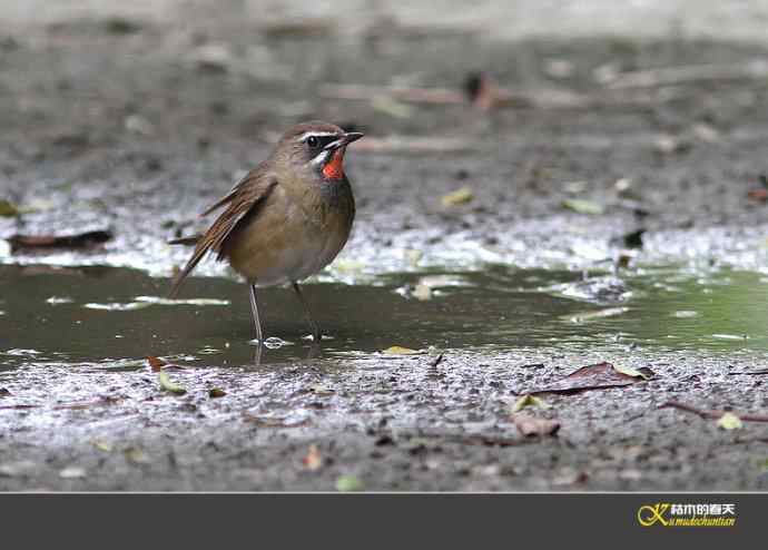 红喉歌鸲【照片】
