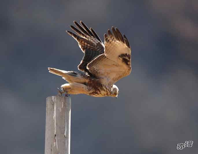 白河峡谷拍鸟——大鵟吞鼠