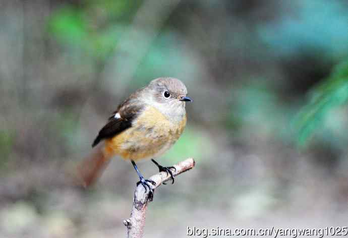 雌性北红尾鸲（9）