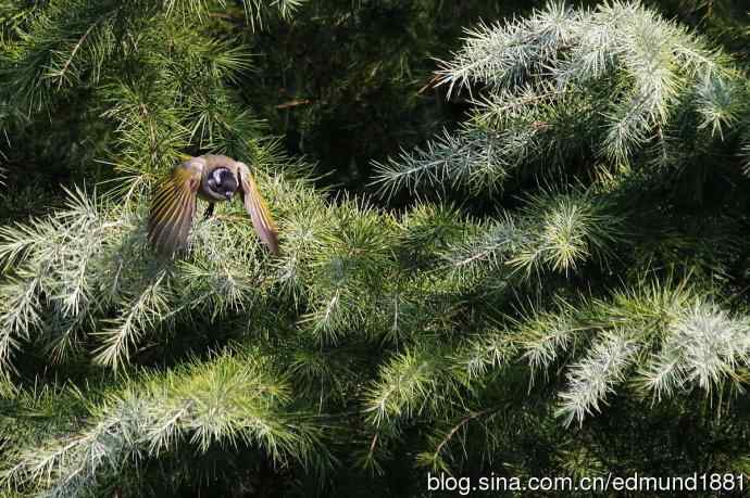 初哥守株待兔之收获