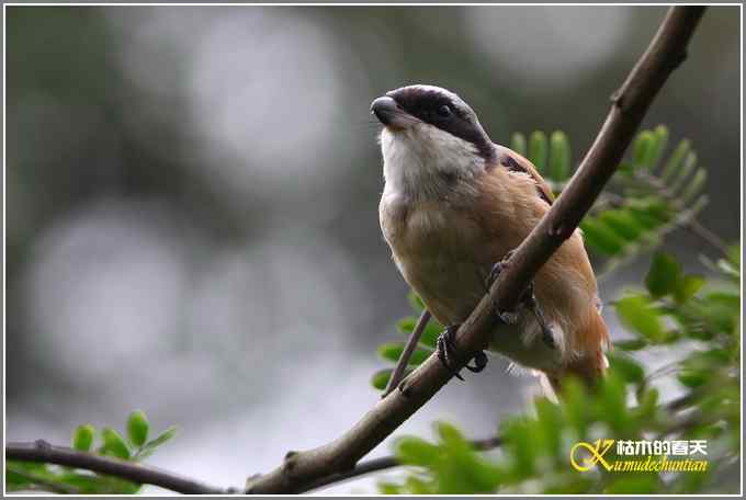 棕背伯劳一组【照片】