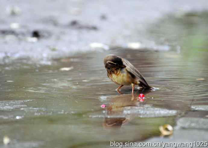 洗浴中的褐柳莺 洗浴中的褐柳莺