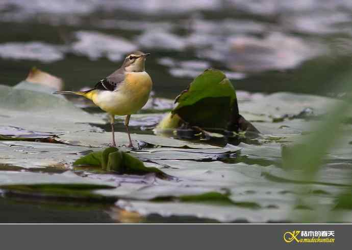 灰鹡鸰一组【实拍】
