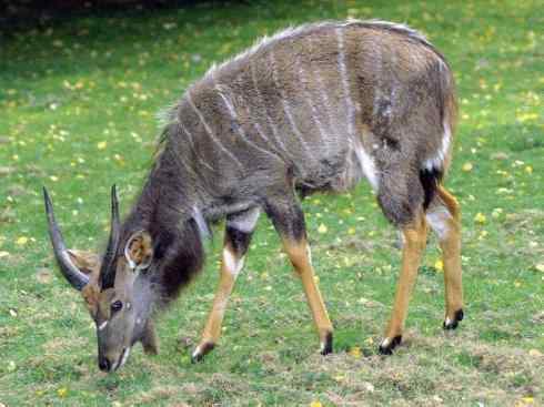 麒麟：传说的兽原型探秘（紫羚）