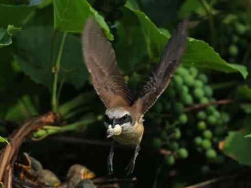 天生猎手：非猛禽类猎手之二（雀鸟也是屠夫——伯劳）