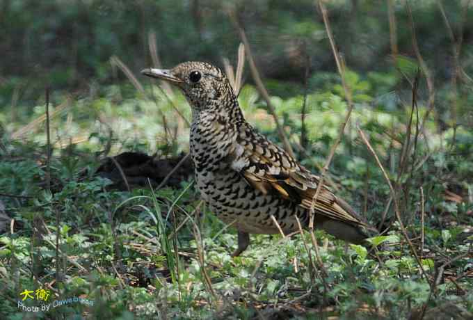 二鸫献寿:虎斑地鸫和宝兴歌鸫 二鸫献寿:虎斑地鸫和宝兴歌鸫