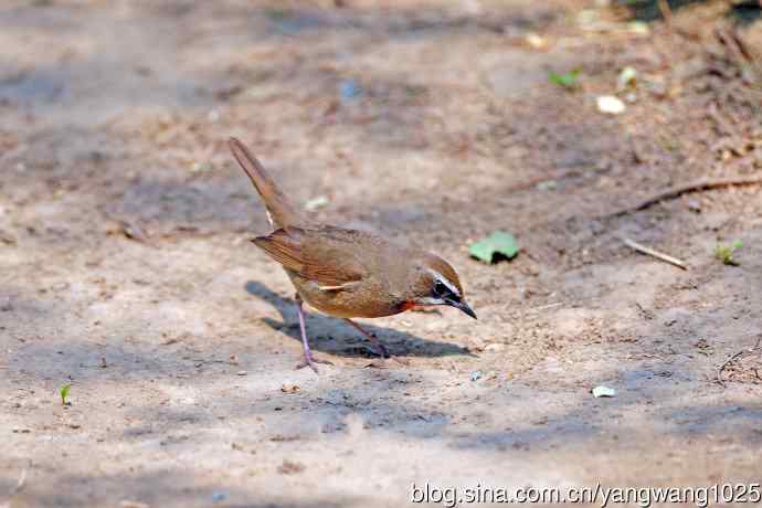 北京天坛公园的鸟类——雄性红喉歌鸲（1）