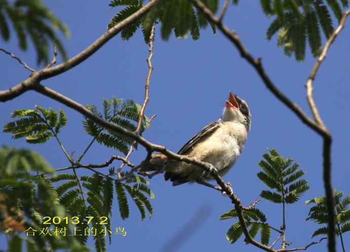 207.小伯劳成长记（3）亲鸟育儿篇