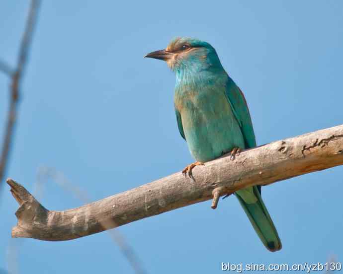 蓝胸佛法僧（组图，9张图片）