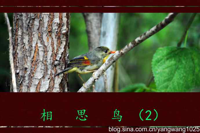 相思鸟（2）