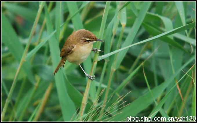 乌梁素海——鸟的天堂（4）（组图）