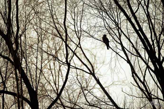 对黑耳鸢K07-012837的12次记录 对黑耳鸢K07-012837的12次记录