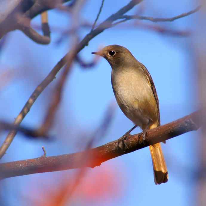 拍鸟黄金季节时