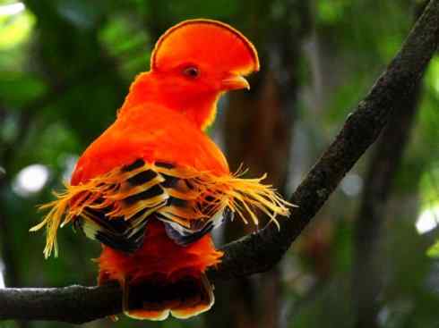 极品红色鸟类：深红紫伞鸟