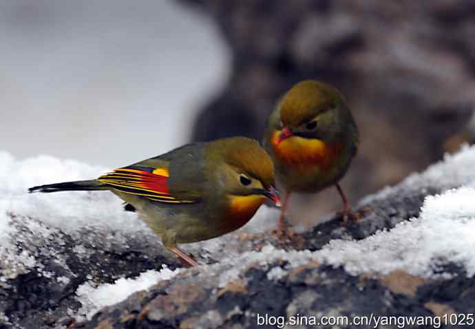 雪中相思鸟 wbr1