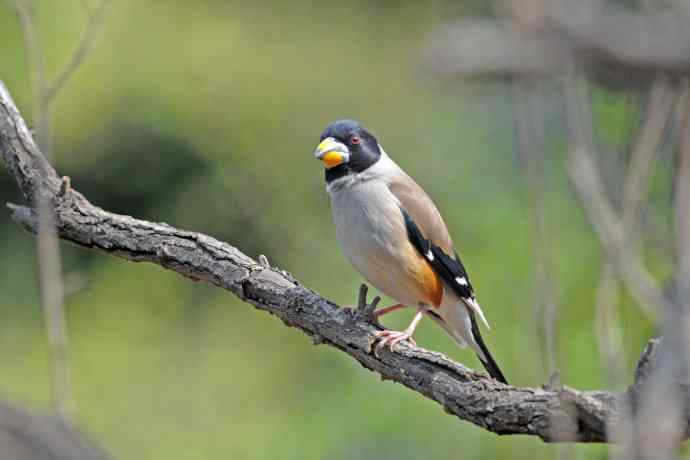 雄性黑尾蜡嘴雀（4）