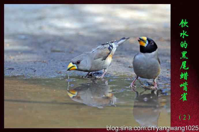 北京天坛公园的鸟类——饮水的黑尾蜡嘴雀（2）