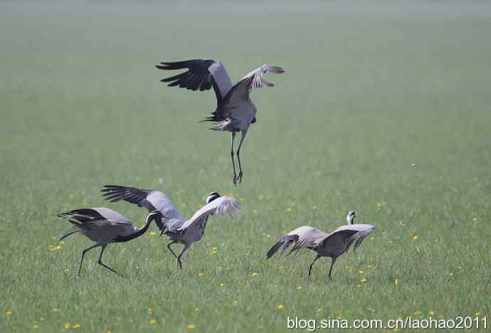 蓑羽鹤，好久不见