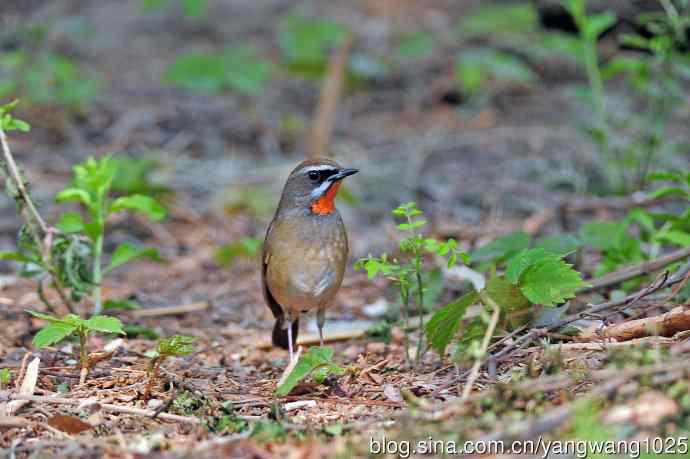 雄性红喉歌鸲（18）