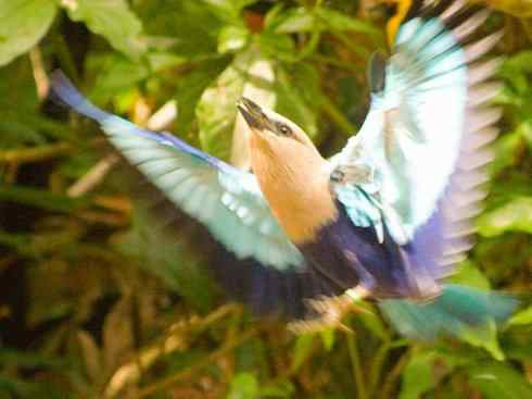 绝色攀禽：佛法僧目之佛法僧2