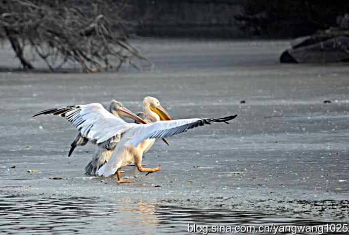 冰上鹈鹕舞 冰上鹈鹕舞