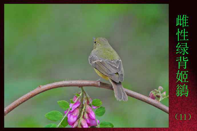 雌性绿背姬鶲（11）