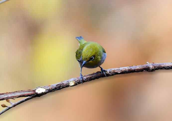 暗绿绣眼鸟(3) 暗绿绣眼鸟(3)