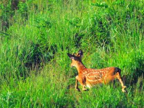 麒麟：传说的兽原型探秘（梅花鹿）