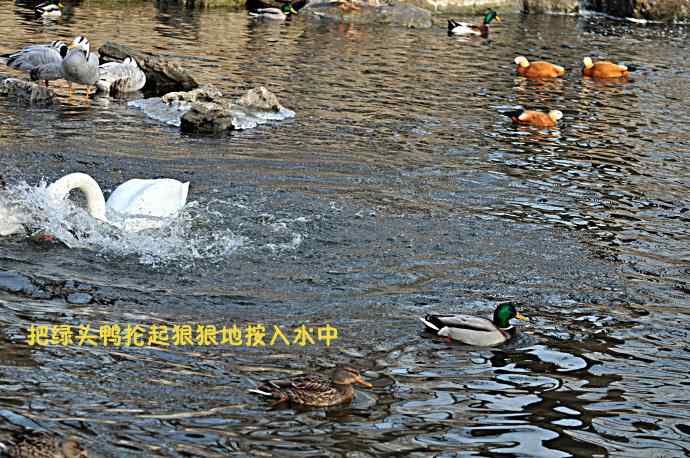 天鹅的愤怒与可怜的绿头鸭（纪实）