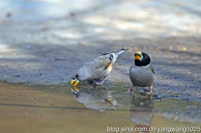 饮水的黑尾蜡嘴雀（1）