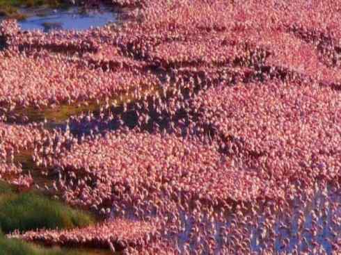 自然奇观：动物大迁徙(涉禽)