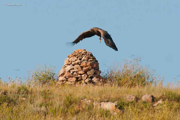 我和草原雕有个约定