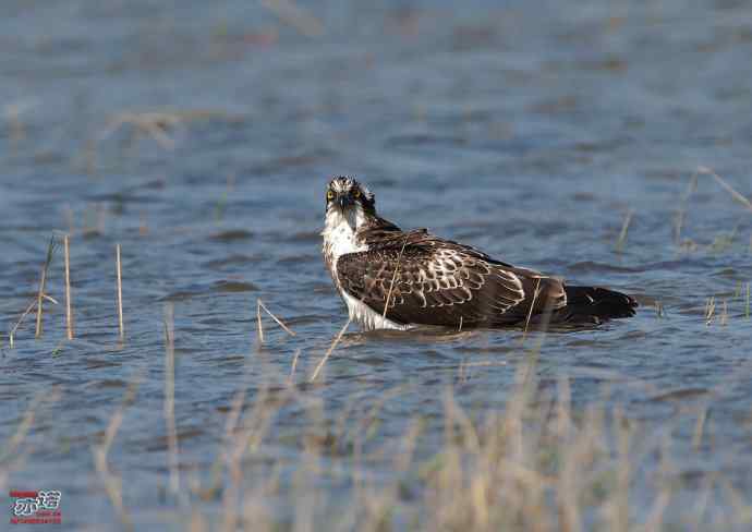 高手亦有失手时 高手亦有失手时