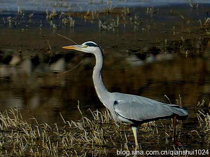 苍鹭抓鱼记(十渡) 苍鹭抓鱼记(十渡)
