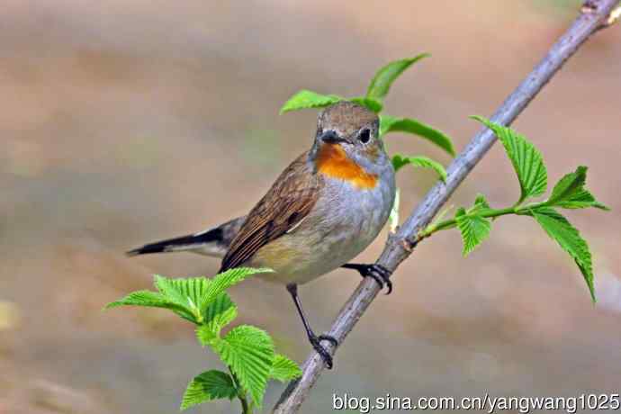 北京天坛公园的鸟类——雄性红喉姬鹟（15）