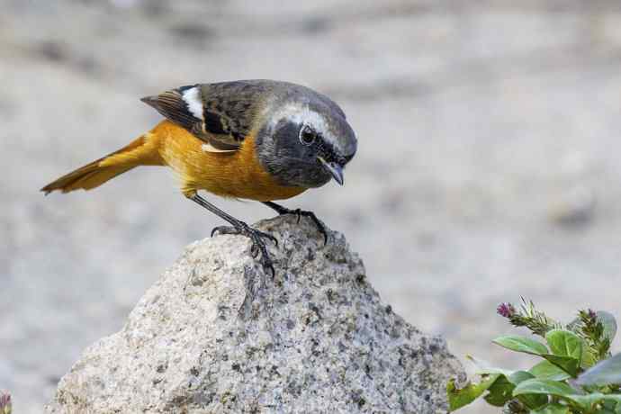 230.打鸟归来收获多多---2.北红尾鸲 230.打鸟归来收获多多---2.北红尾鸲