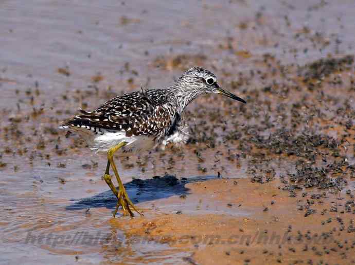 飞雁滩拍鸟 多种水鸟和白头翁 飞雁滩拍鸟 多种水鸟和白头翁