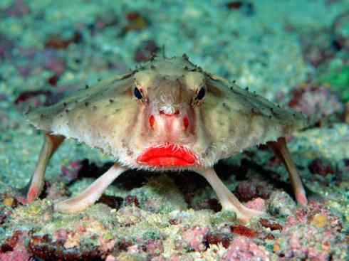 鱼类活化石：月眼鱼