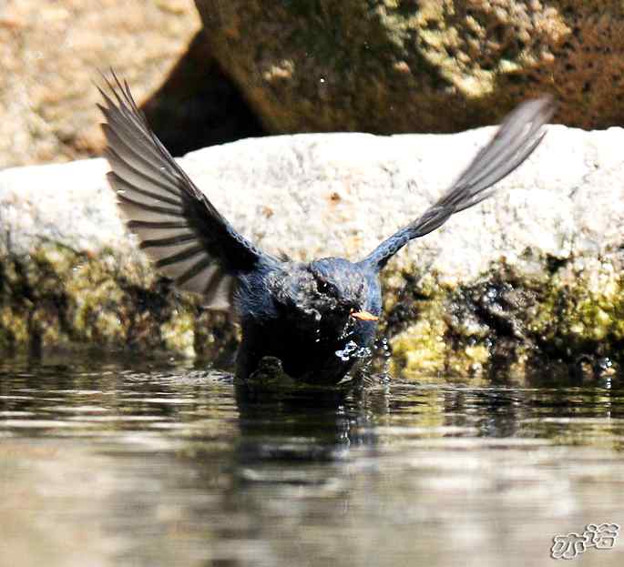 河北平山 wbr路 wbr红尾水鸲 河北平山 wbr路 wbr红尾水鸲