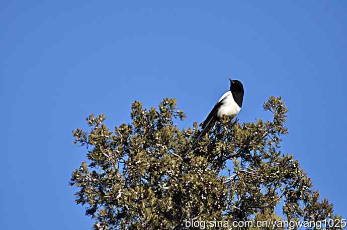 天坛公园的喜鹊