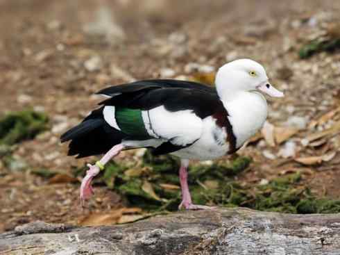 雁鸭之最之七（冠麻鸭、秋沙鸭、鹊鸭）
