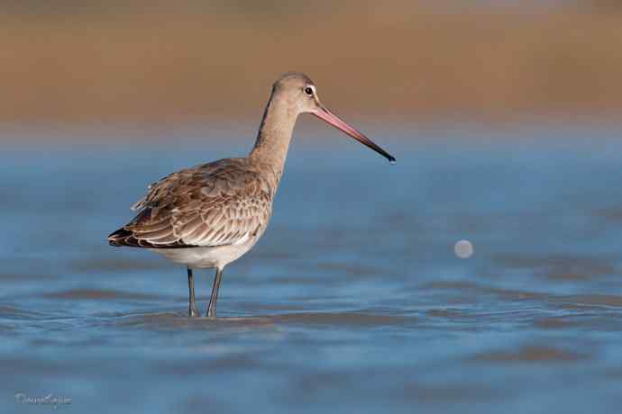 小鸟 wbr伊人 wbr珍珠婚