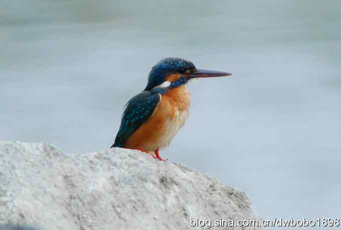 翠鸟欢鸣怀沙河