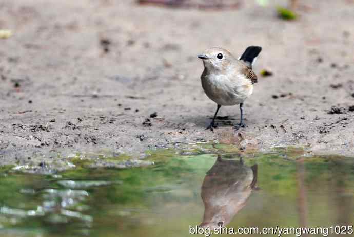 北京天坛公园的鸟类——红喉姬鹟（7）
