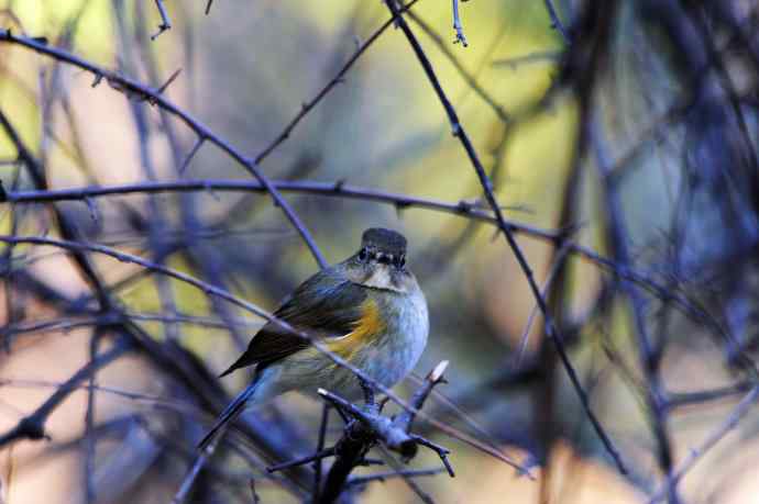 雌性红胁蓝尾鸲(8) 雌性红胁蓝尾鸲(8)