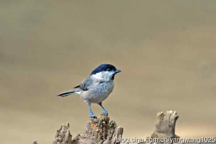 沼泽山雀(2) 沼泽山雀(2)