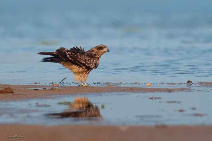 野鸭湖.晨曦中的黑耳鳶