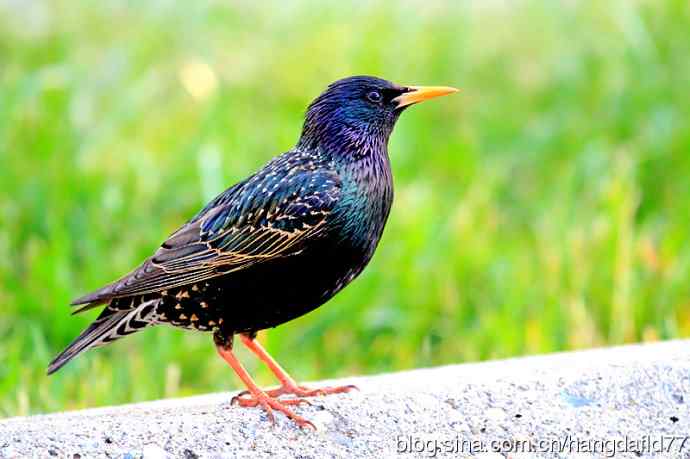 紫翅椋鸟