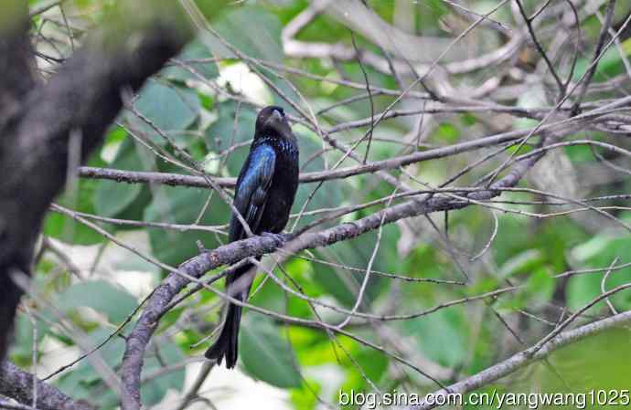 发冠卷尾(1) 发冠卷尾(1)