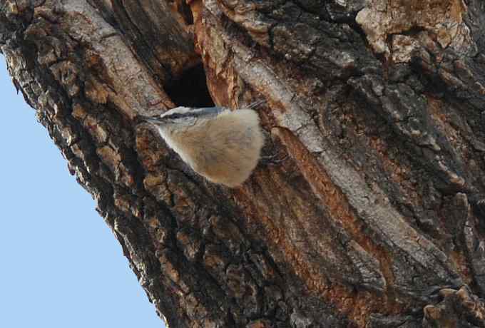 三只小鸟 wbr满园春色